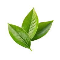 Original Taste / 25g Probe